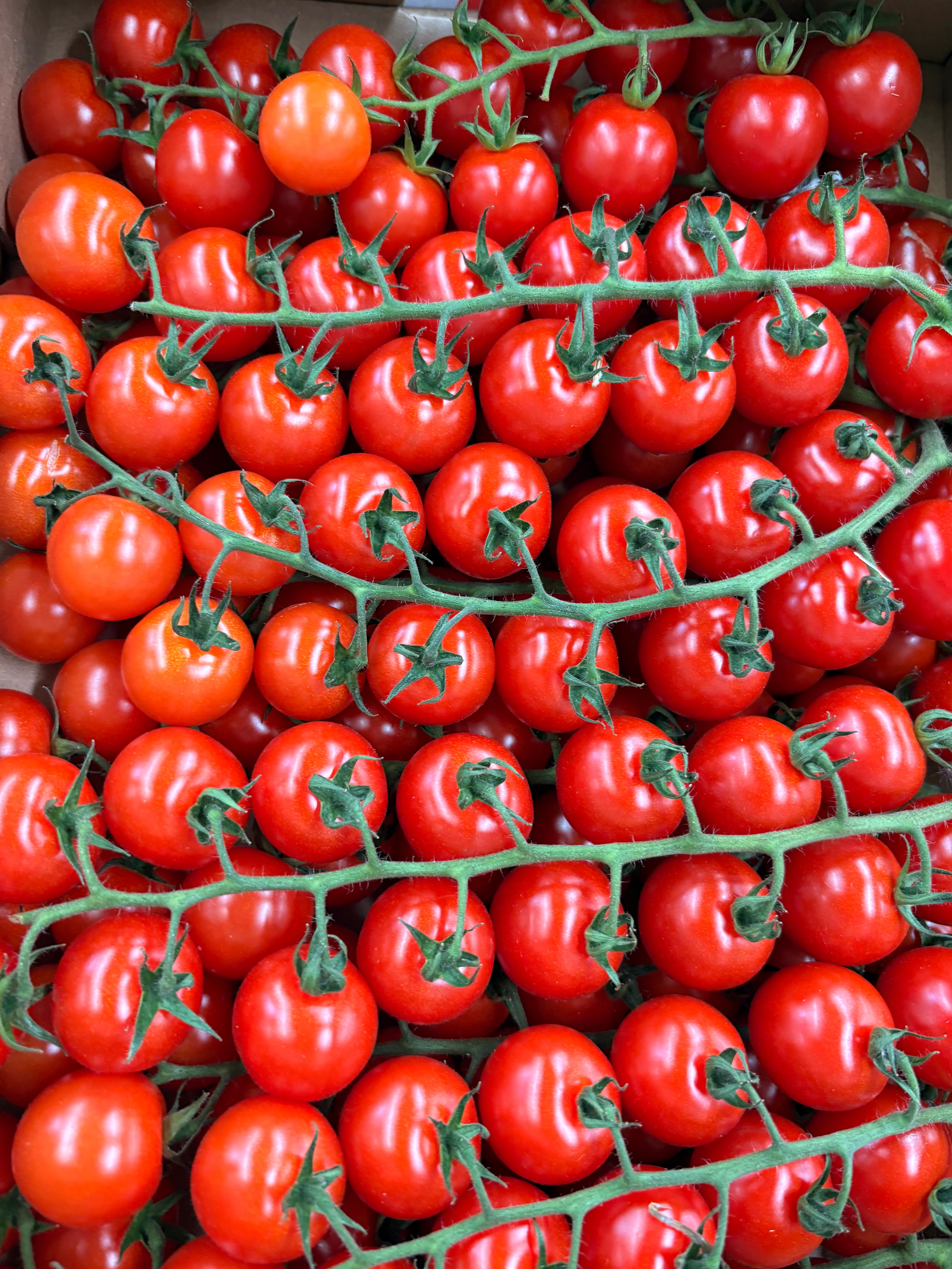 Tomates cerises
