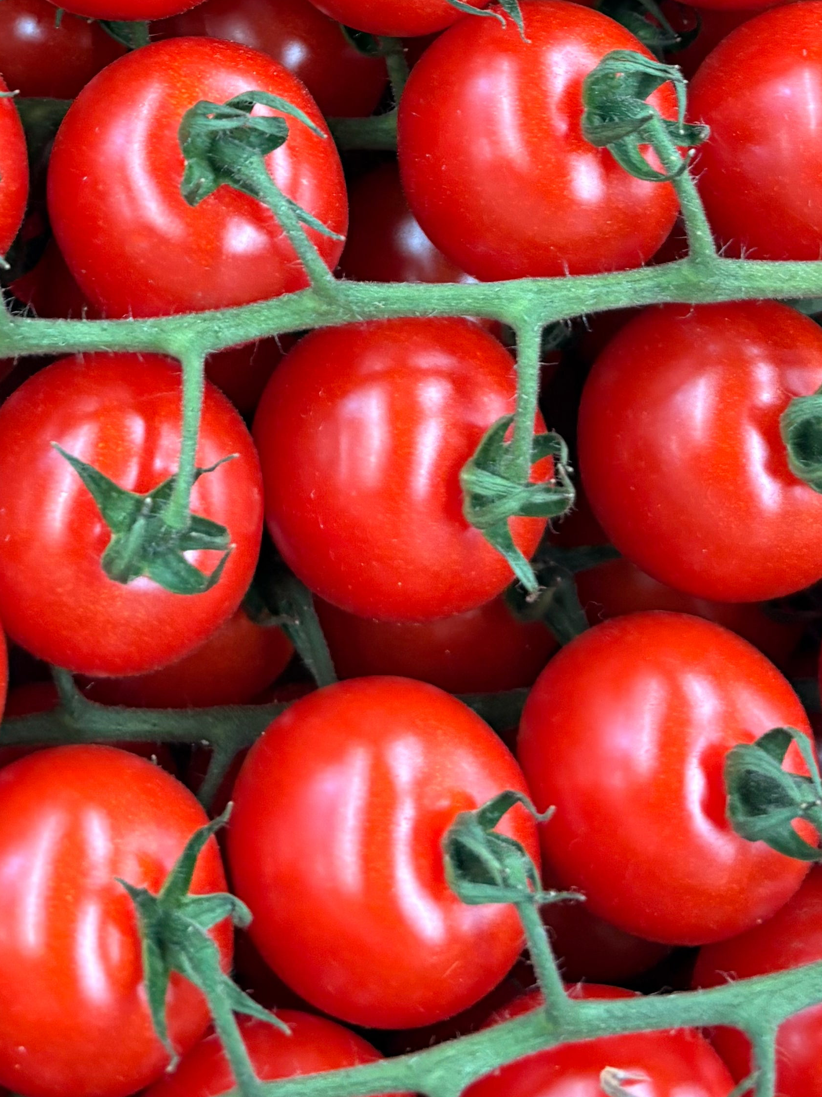 Tomates cerises