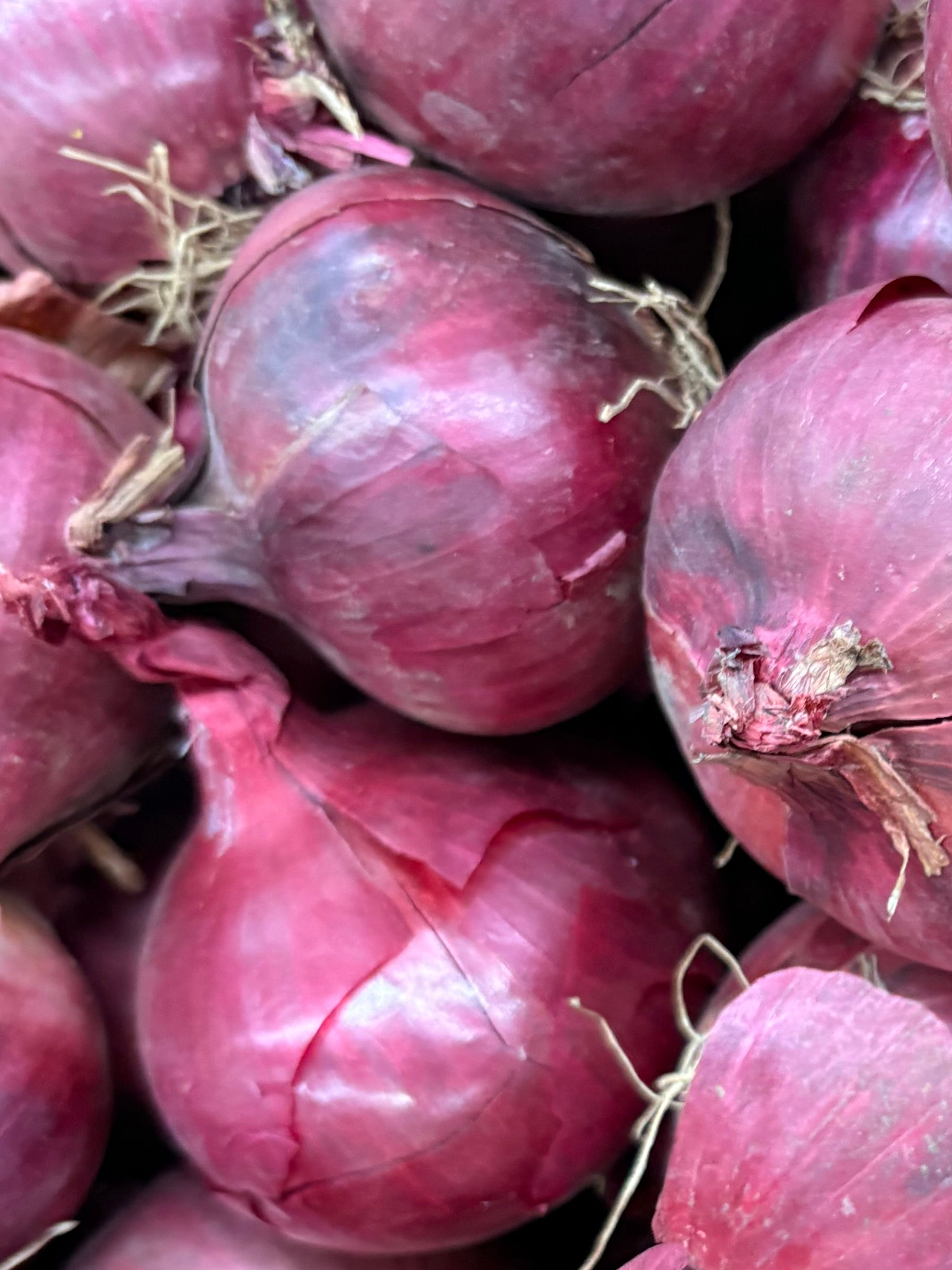 Oignons Rouges
