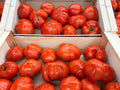 Tomates cœurs de boeuf Plein champ