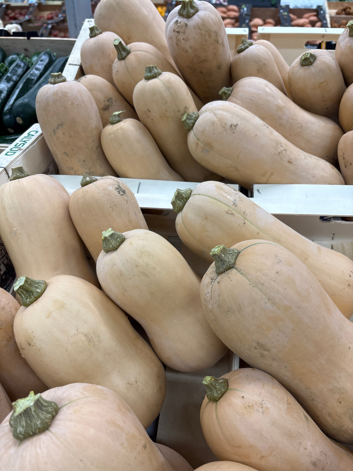 Butternut