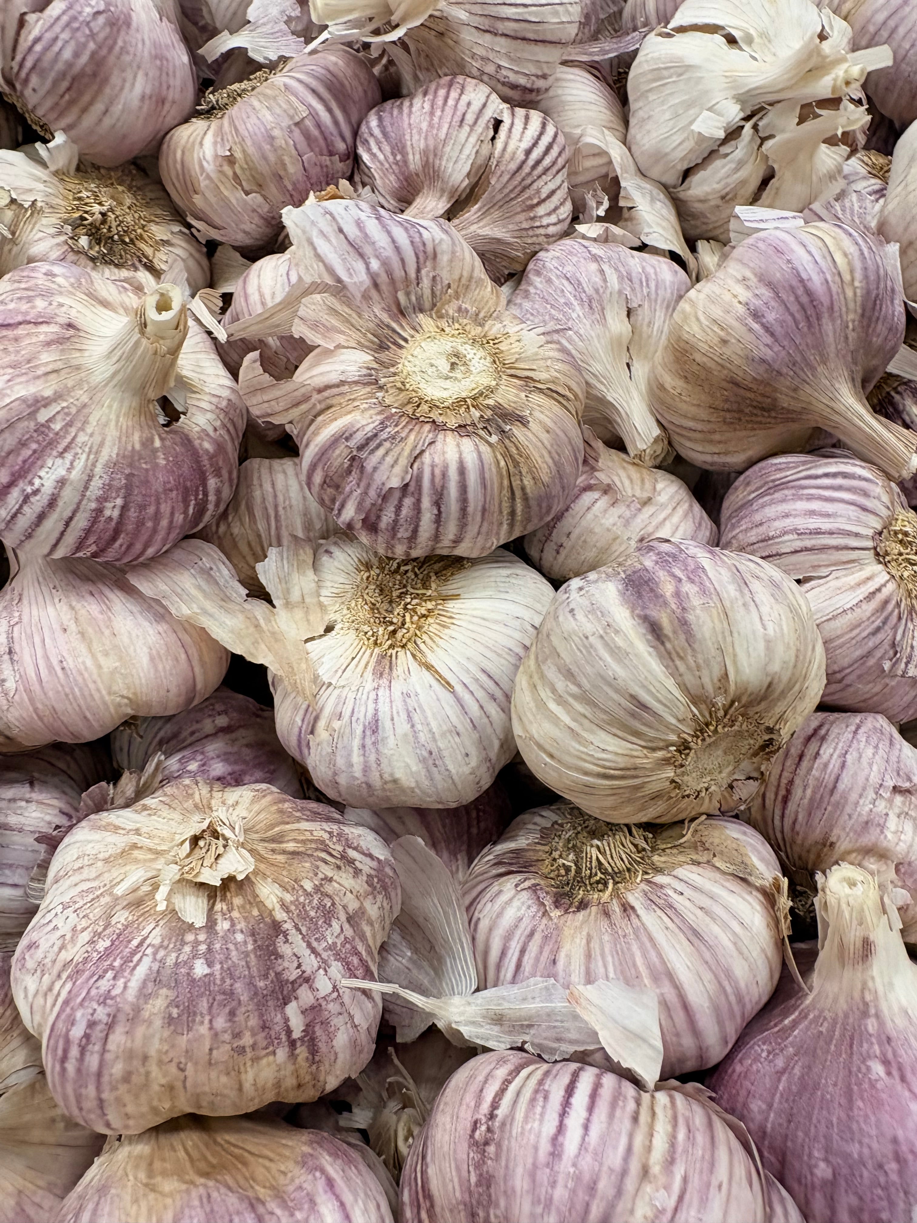 Ail violet