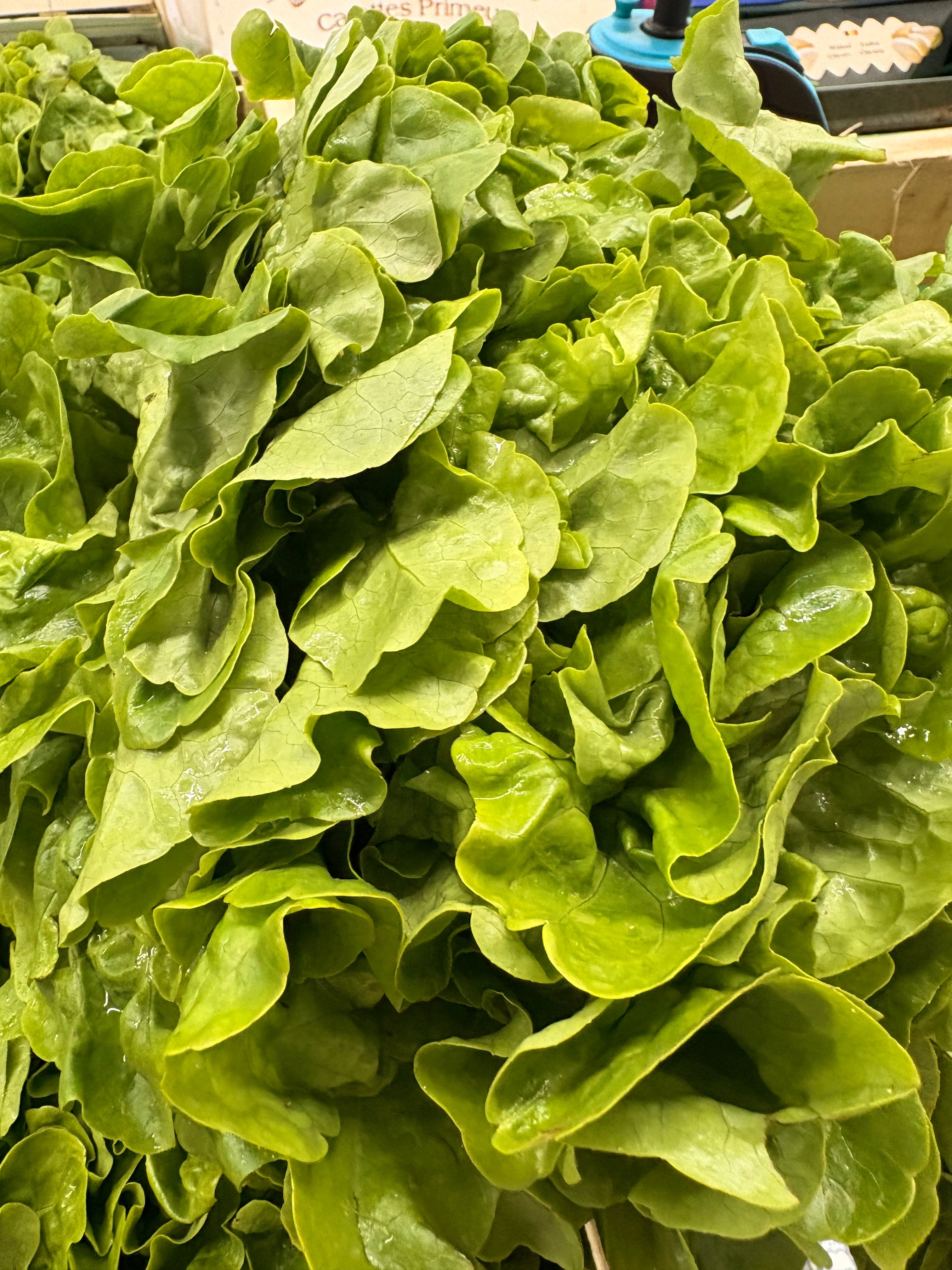 Salade Feuille de chêne