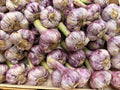Ail violet frais