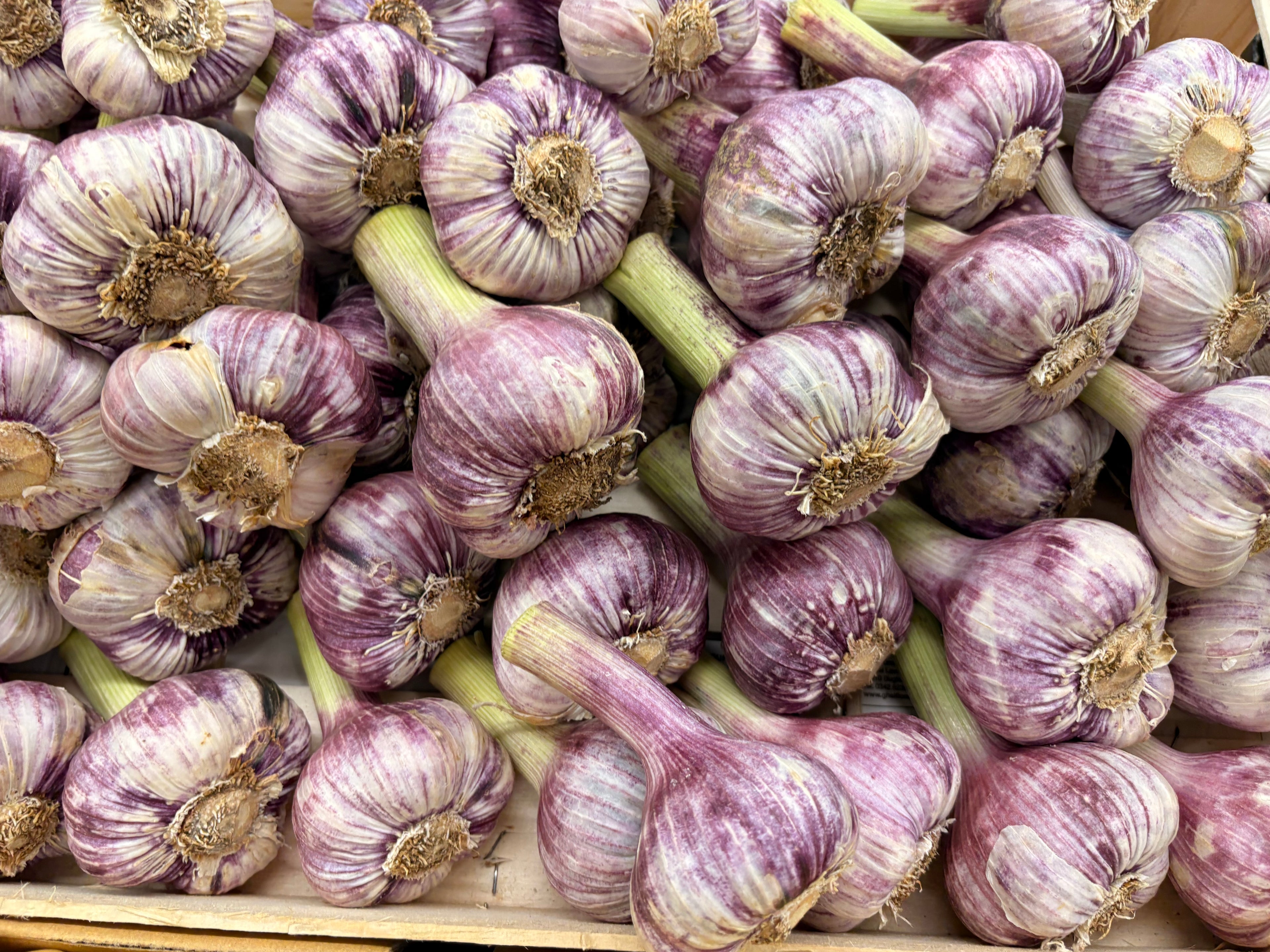 Ail violet frais