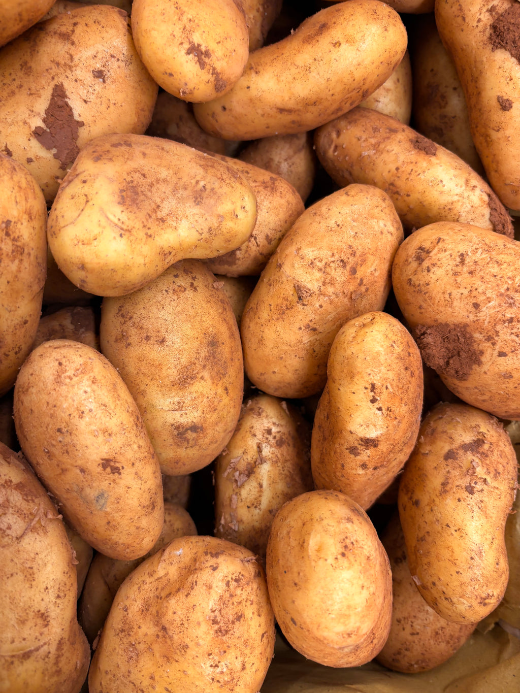 Pommes de terre nouvelles «spunta »