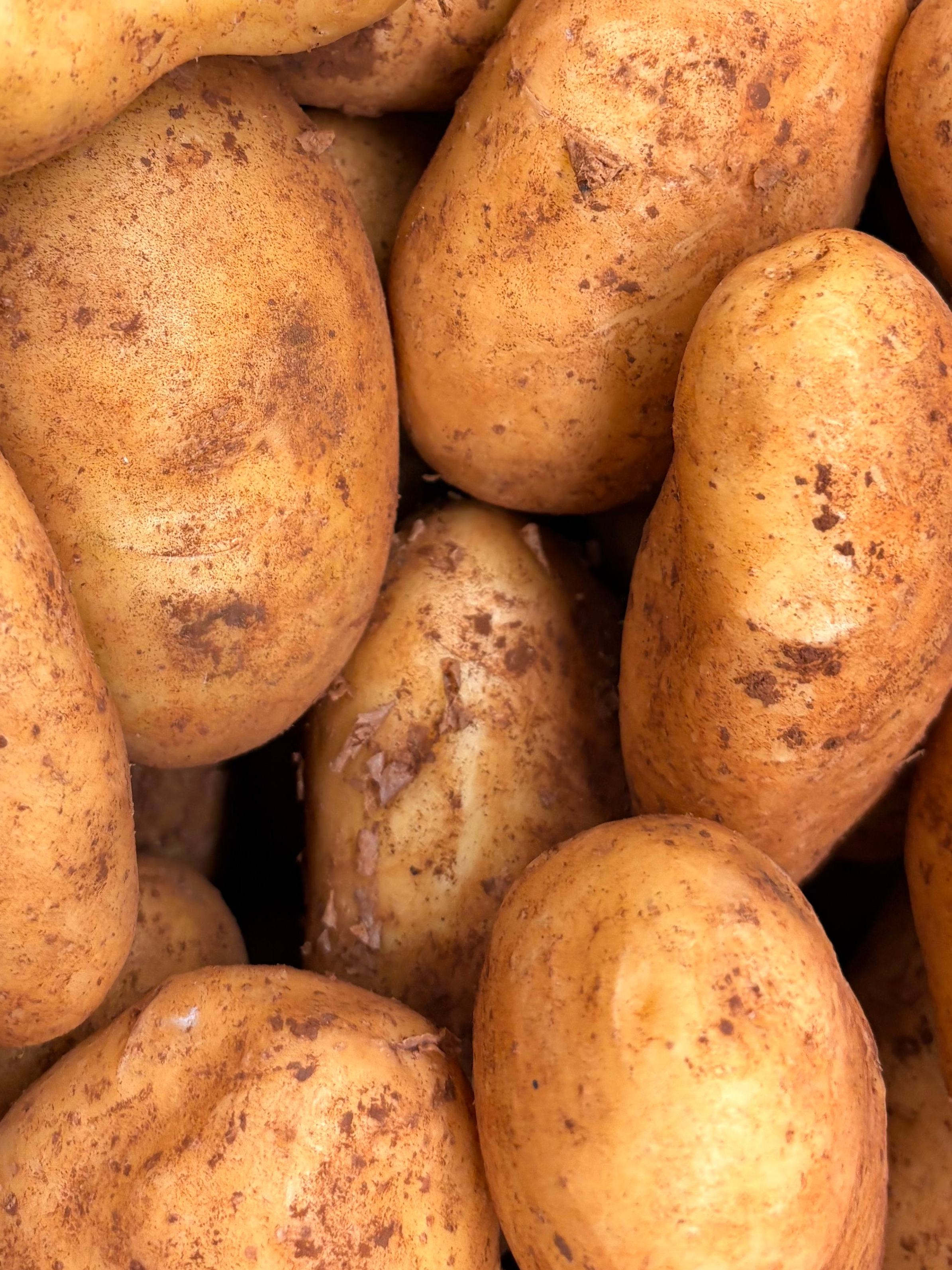 Pommes de terre nouvelles «spunta »
