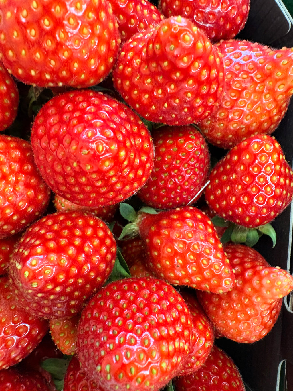 Fraises « Cléry » de Carpentras