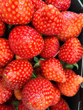 Fraises « Cléry » de Carpentras