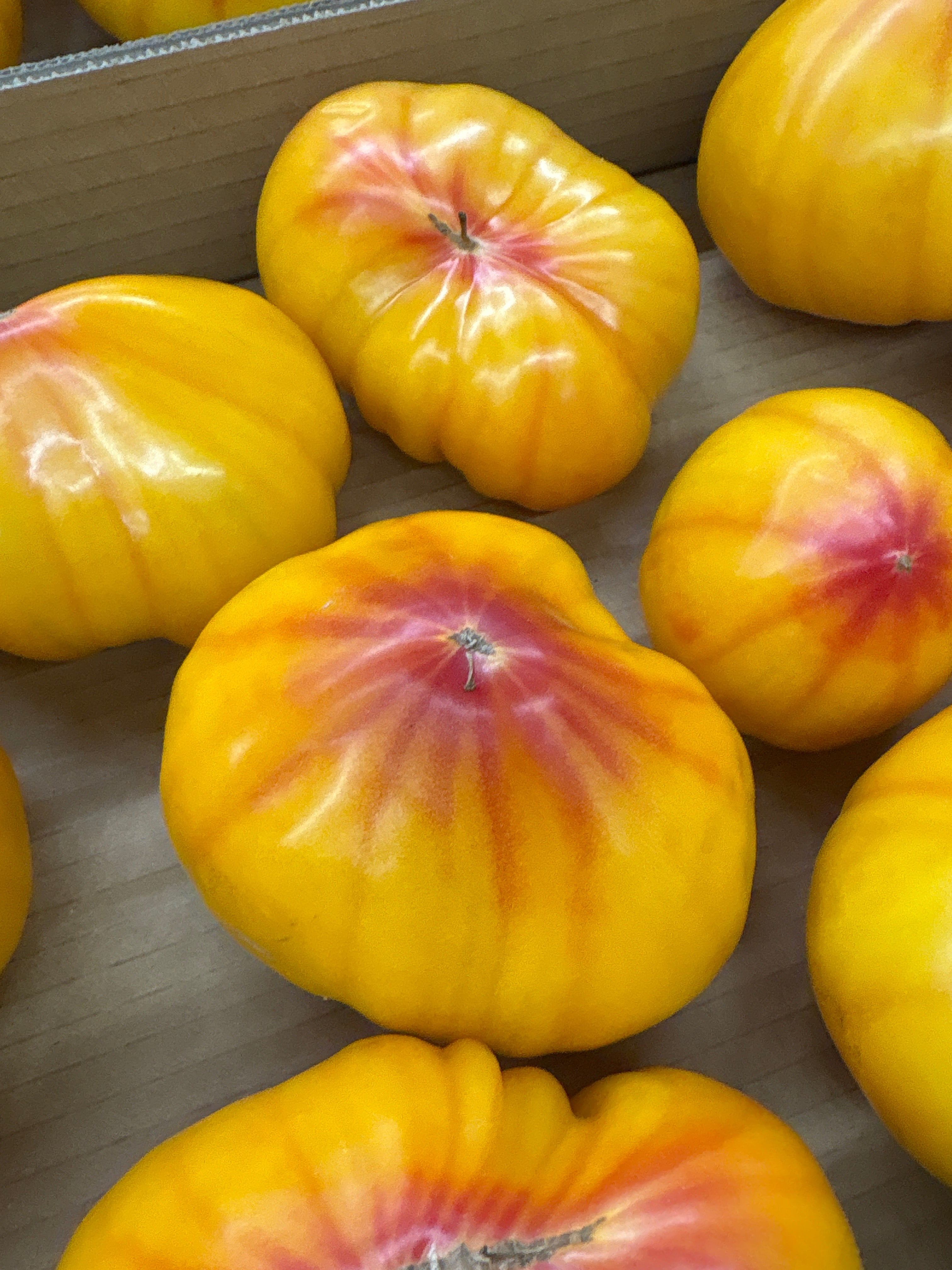 Tomates cœurs de Bœuf Jaunes plein champ