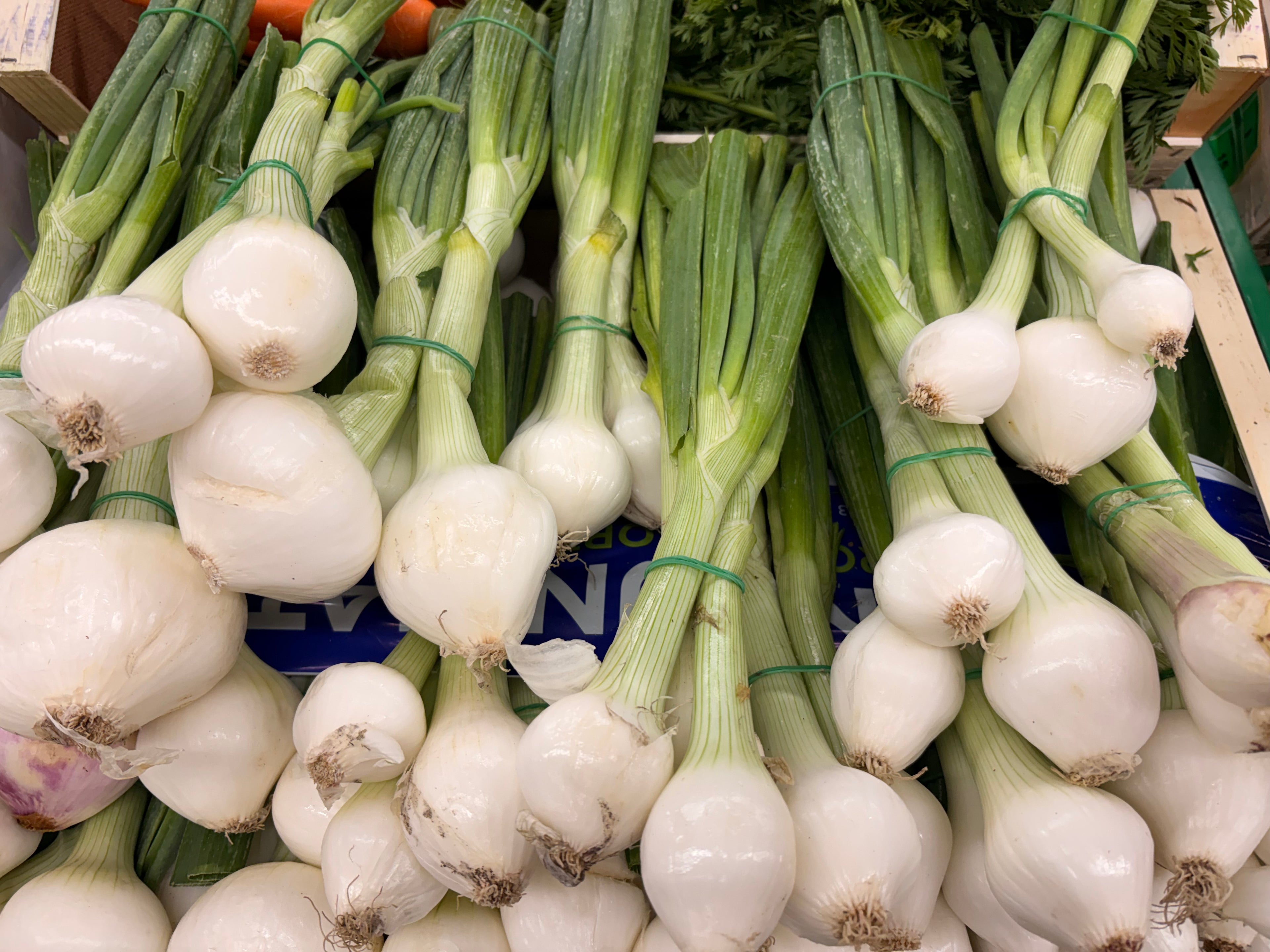 Oignons frais en botte