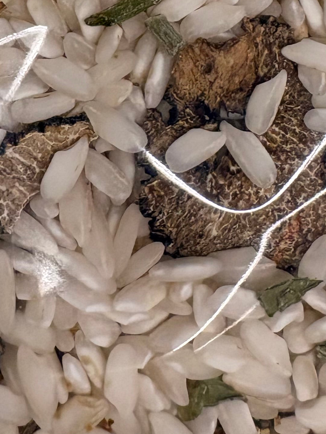 Risotto à la truffe