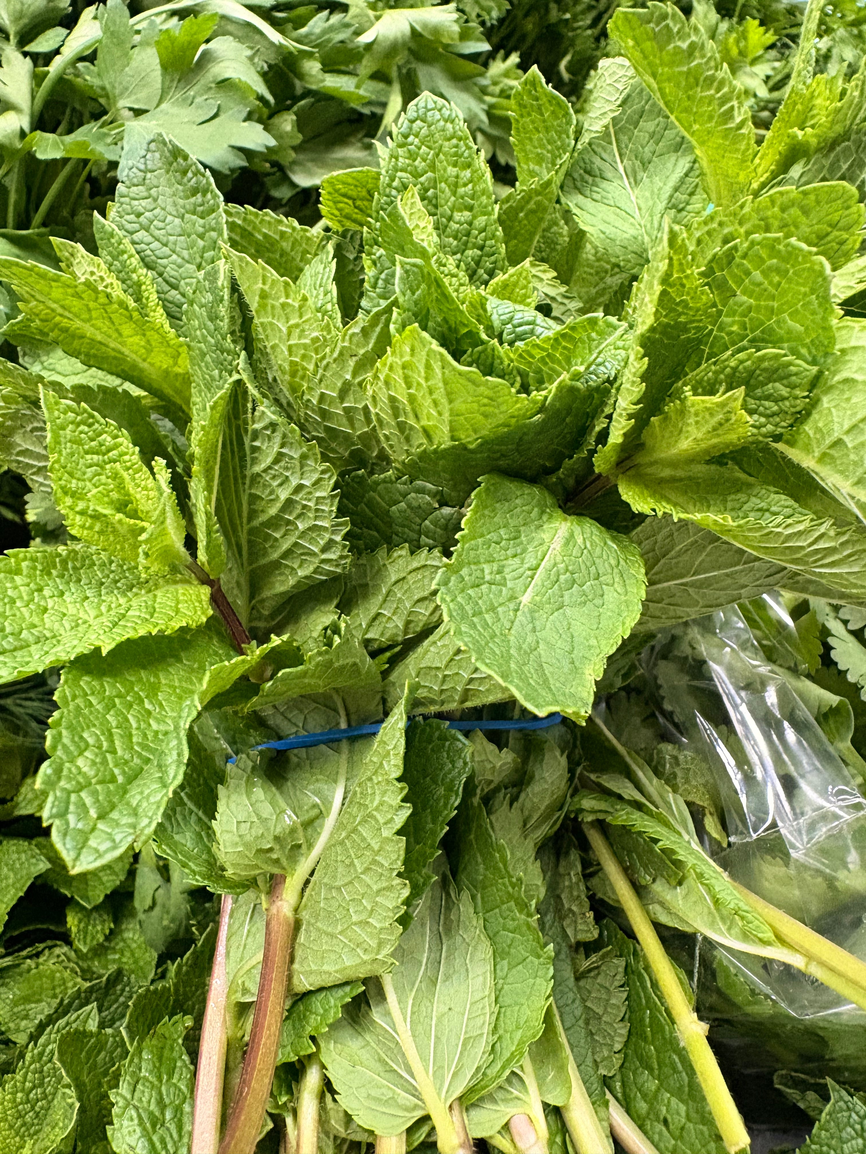 Menthe