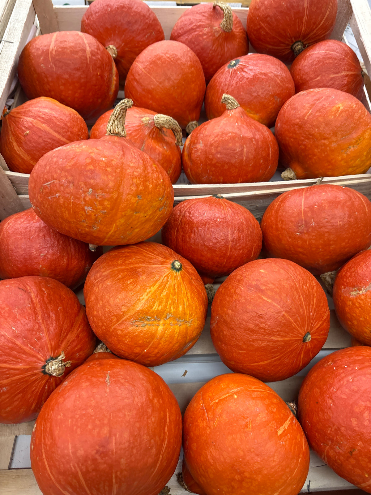 Potimarron