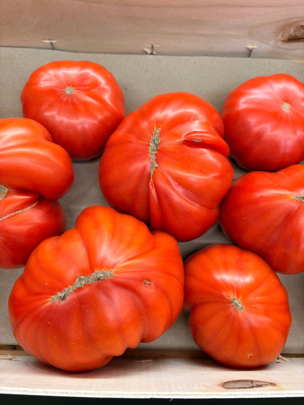 Tomates cœurs de boeuf Plein champ
