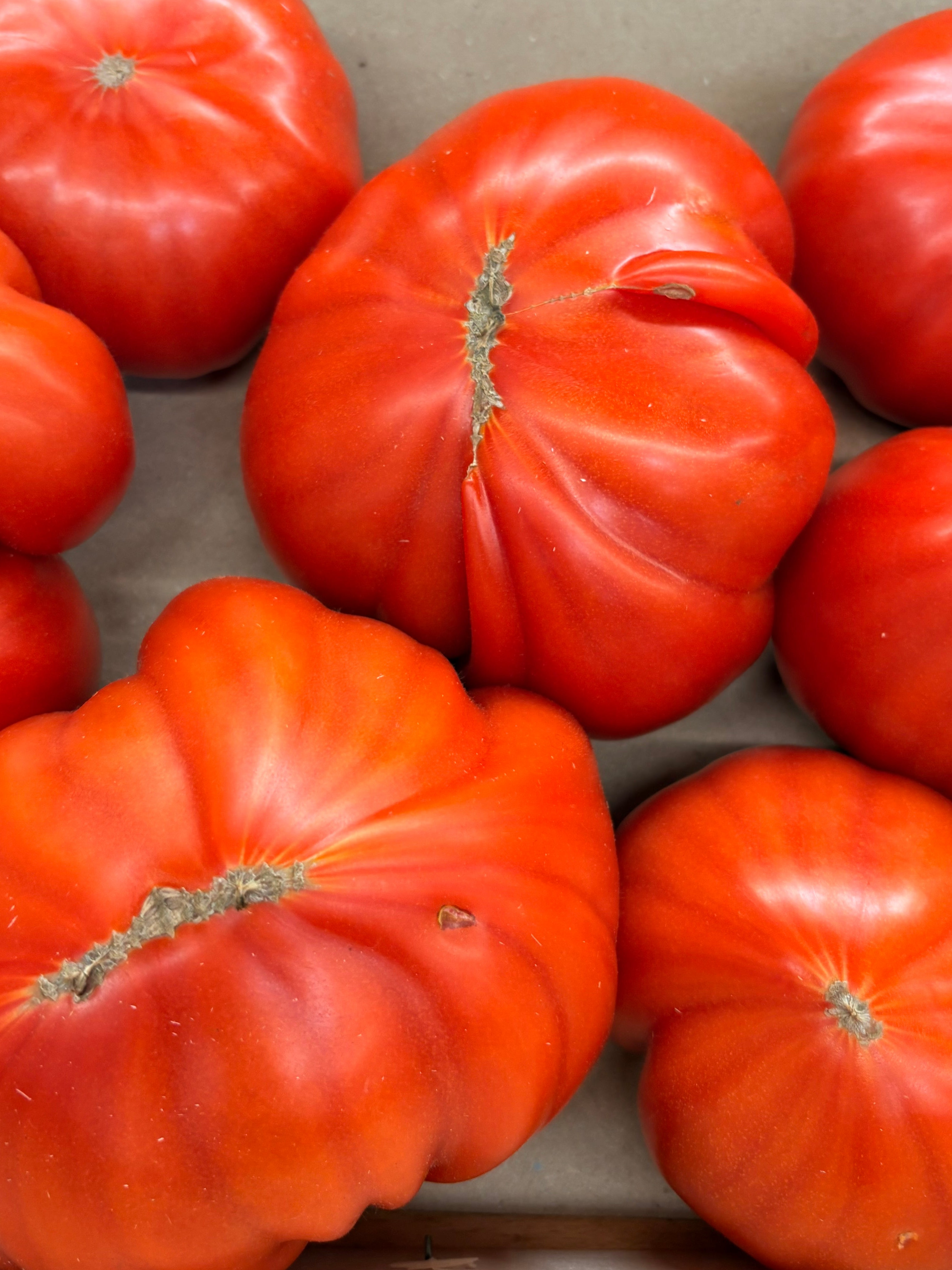 Tomates cœurs de boeuf Plein champ