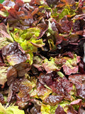 Salade Feuille de chêne rouge