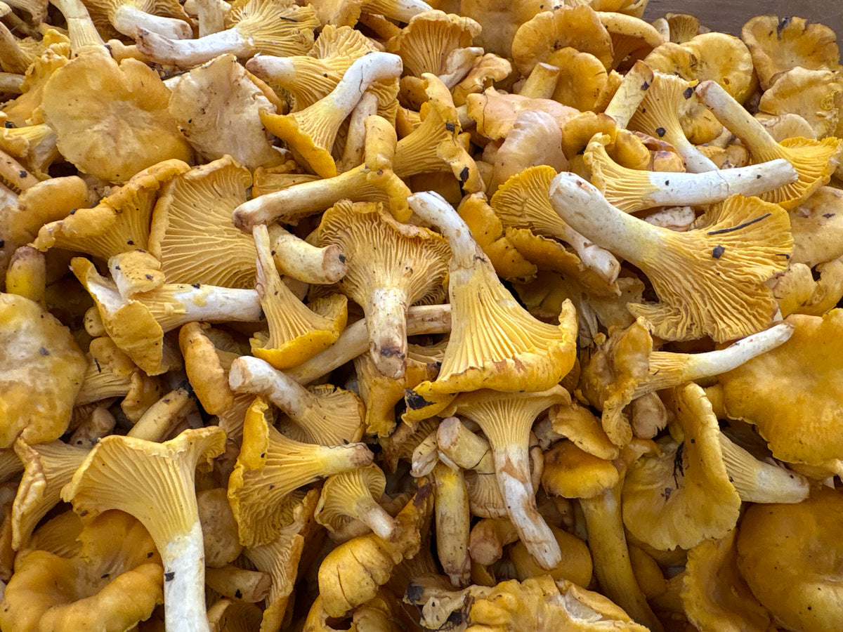 Girolles