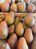 Avocat le lot de 3