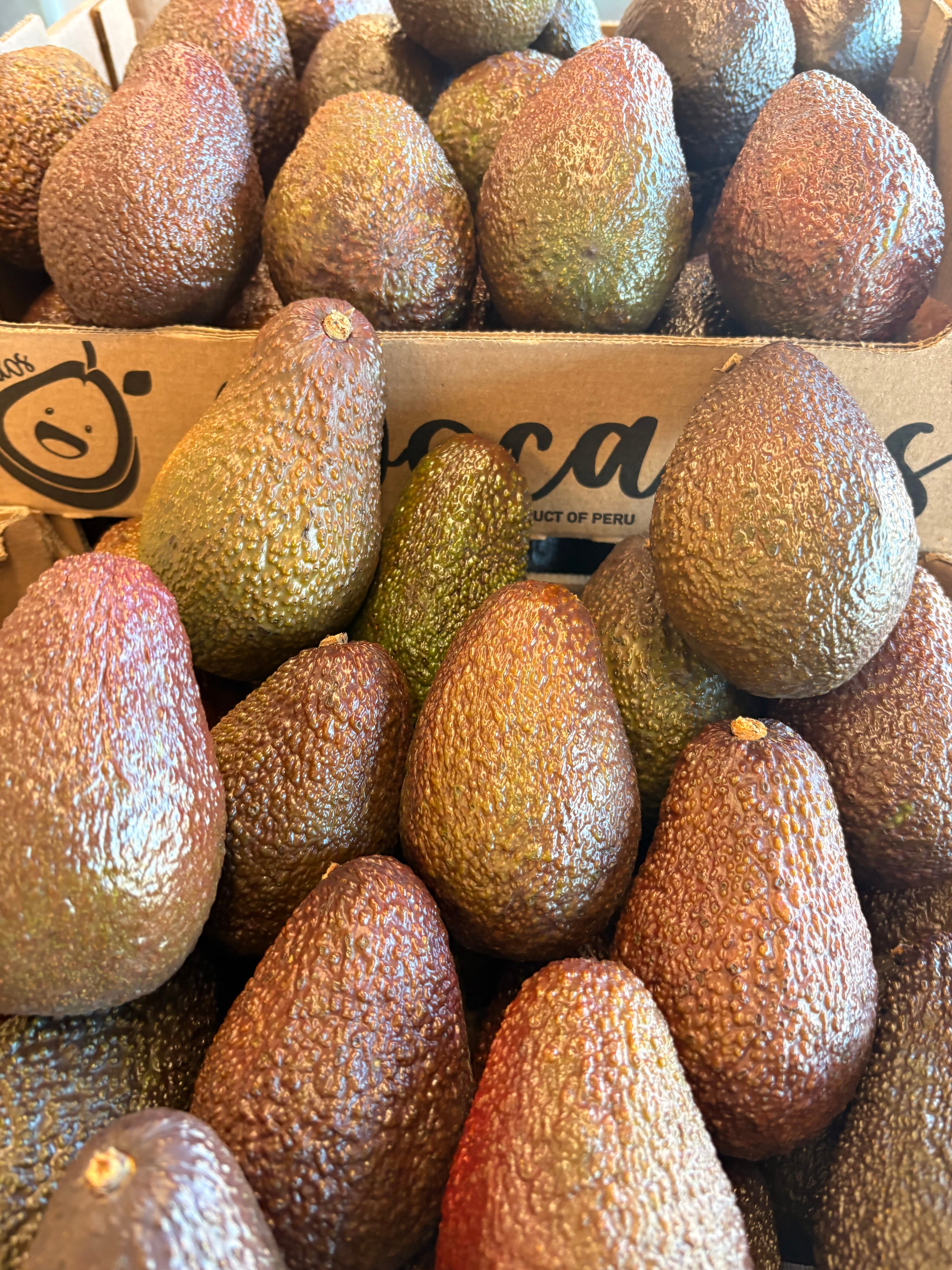 Avocat le lot de 3