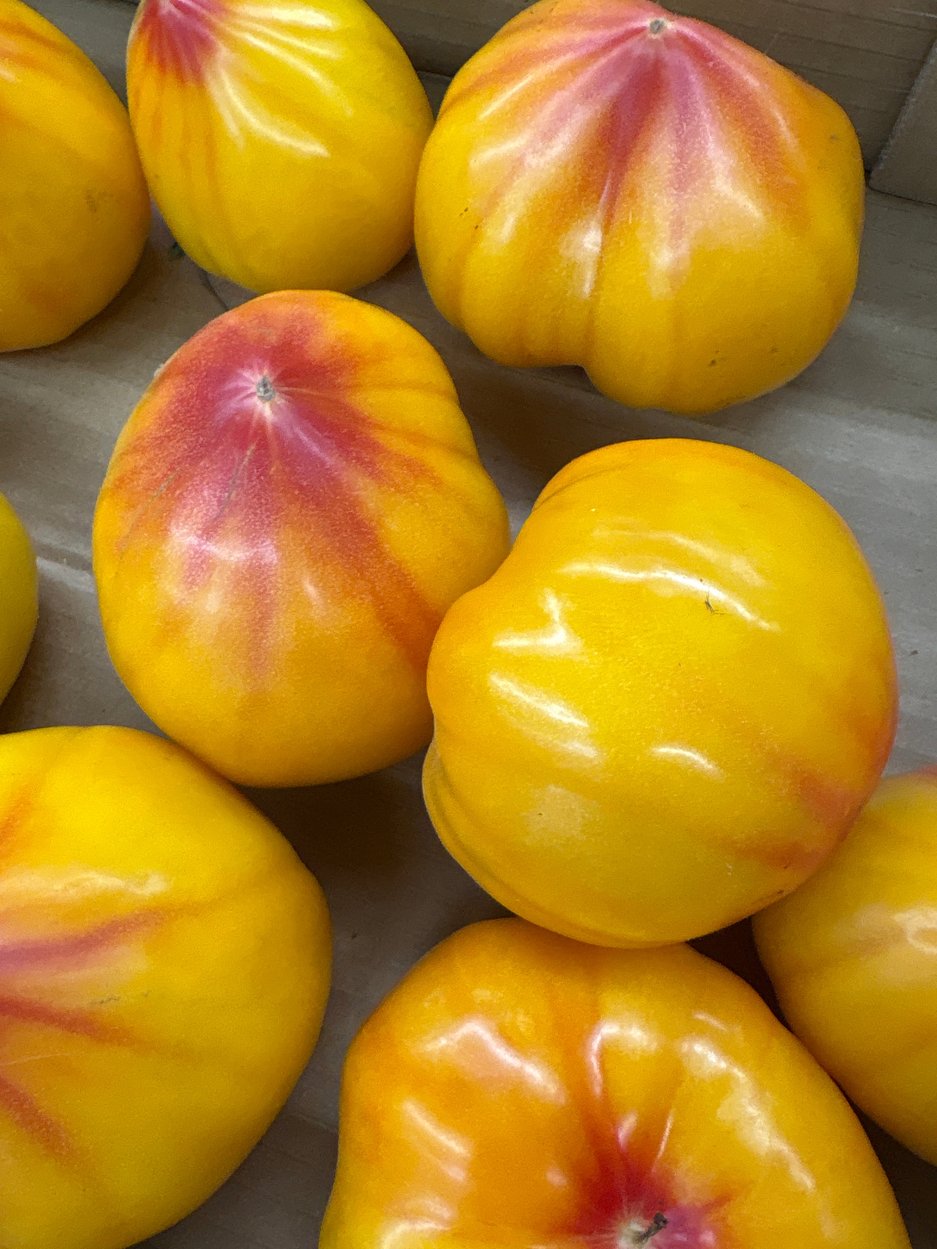 Tomates cœurs de Bœuf Jaunes plein champ