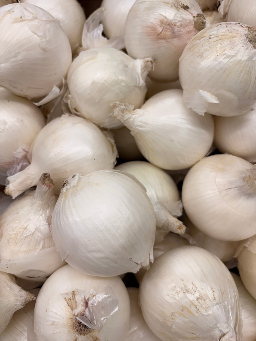 Oignons blancs