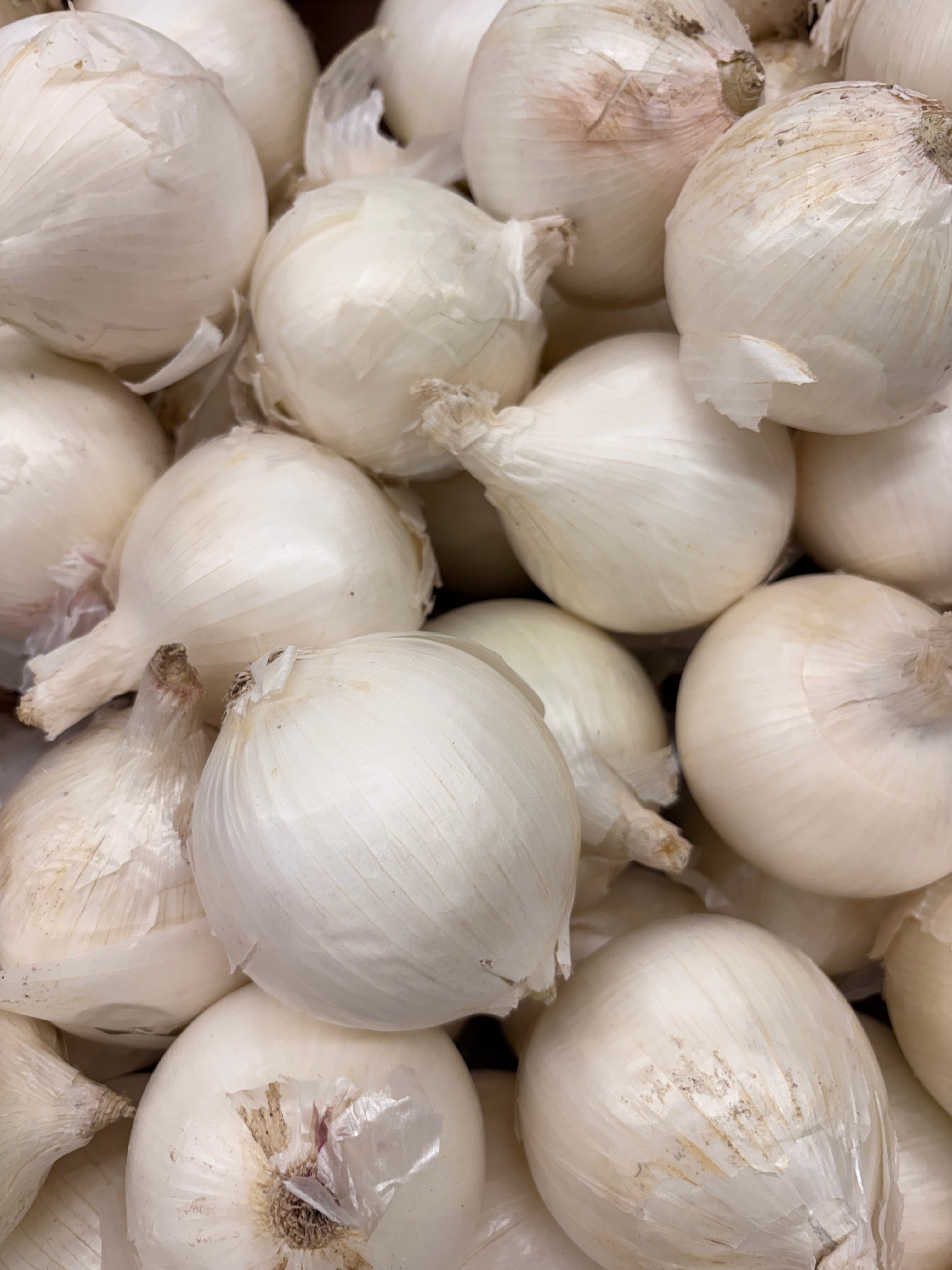 Oignons blancs