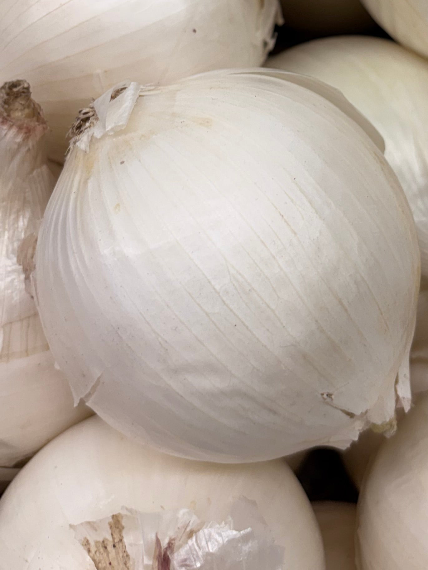 Oignons blancs