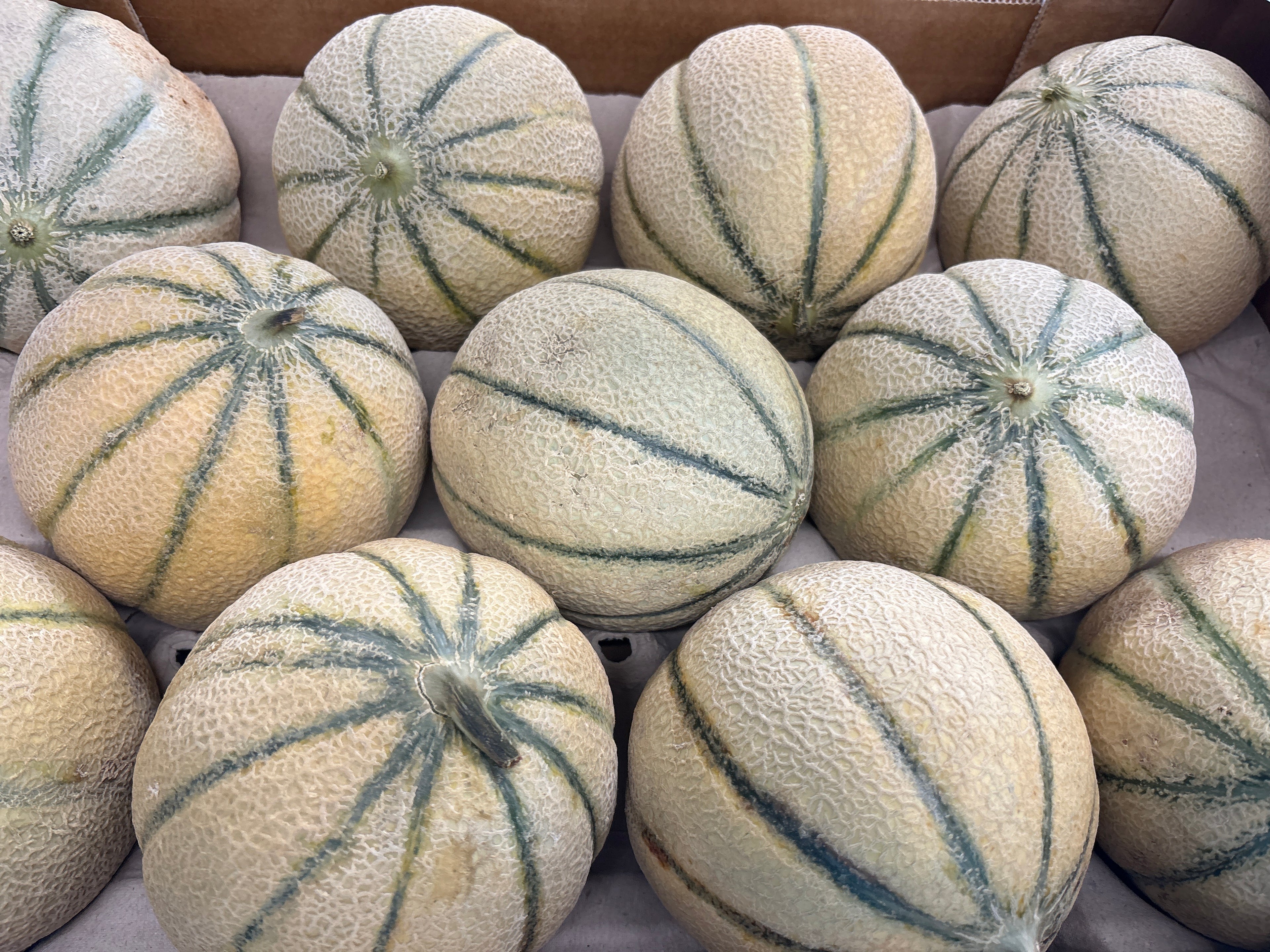 Melon charentais