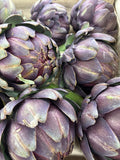 Artichaut violet « cardinal « 