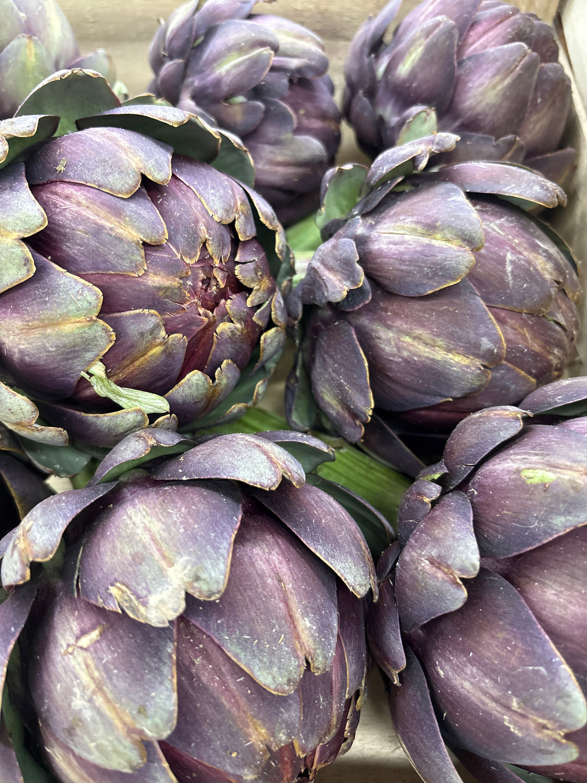Artichaut violet « cardinal « 