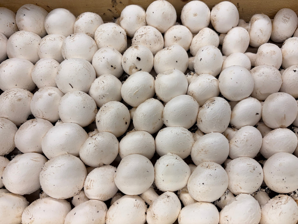 Champignons de Paris blancs