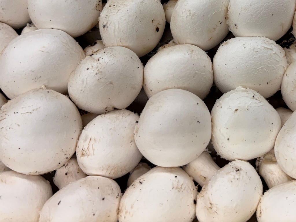 Champignons de Paris blancs