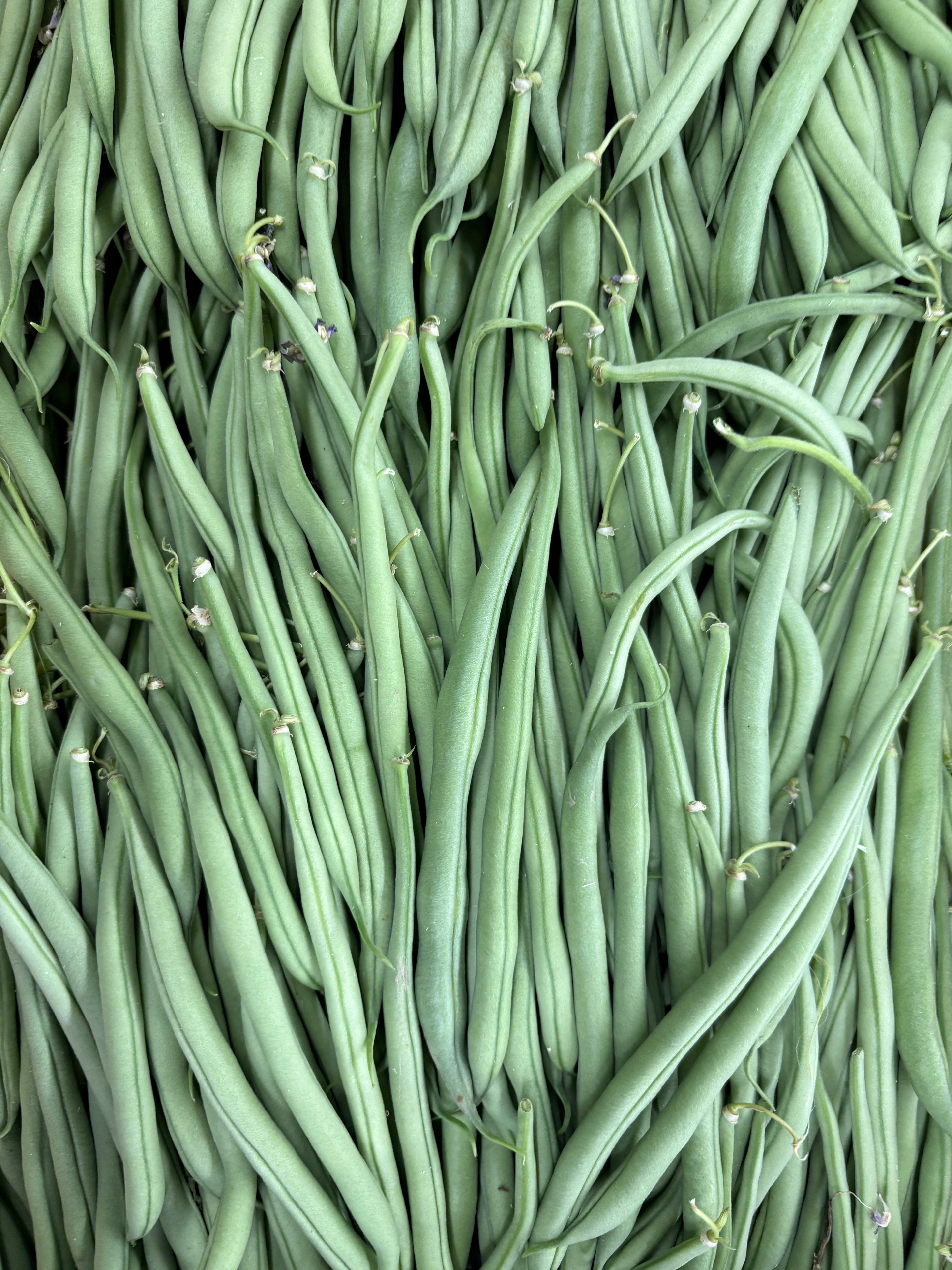Haricots verts français cueillis main