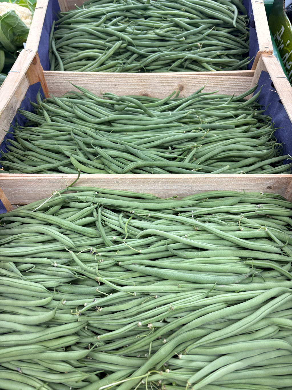 Haricots verts français cueillis main