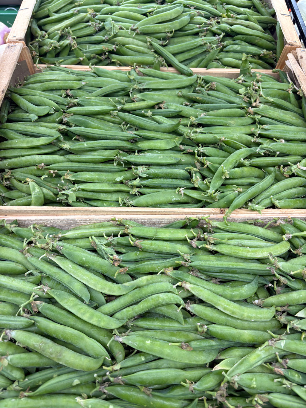Haricots verts français cueillis main