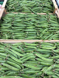 Haricots verts français cueillis main