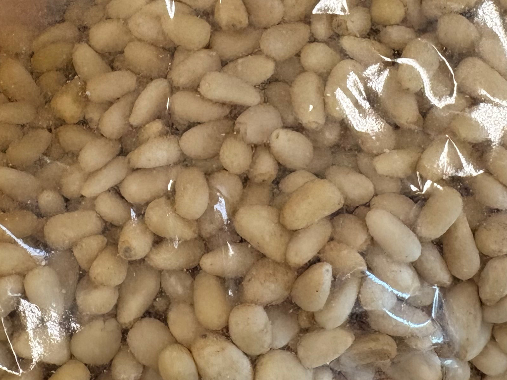 Pignon de pin