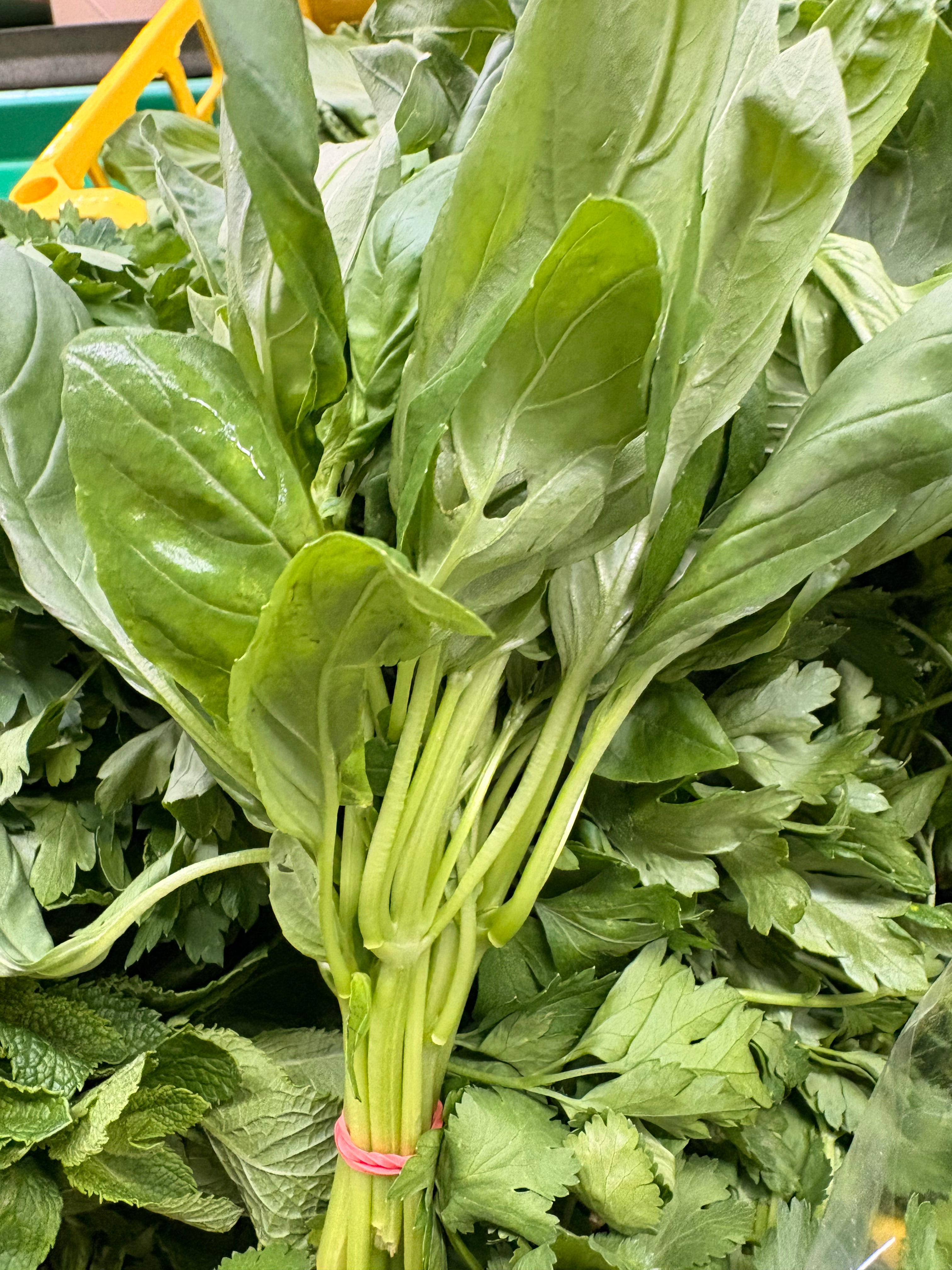 Basilic