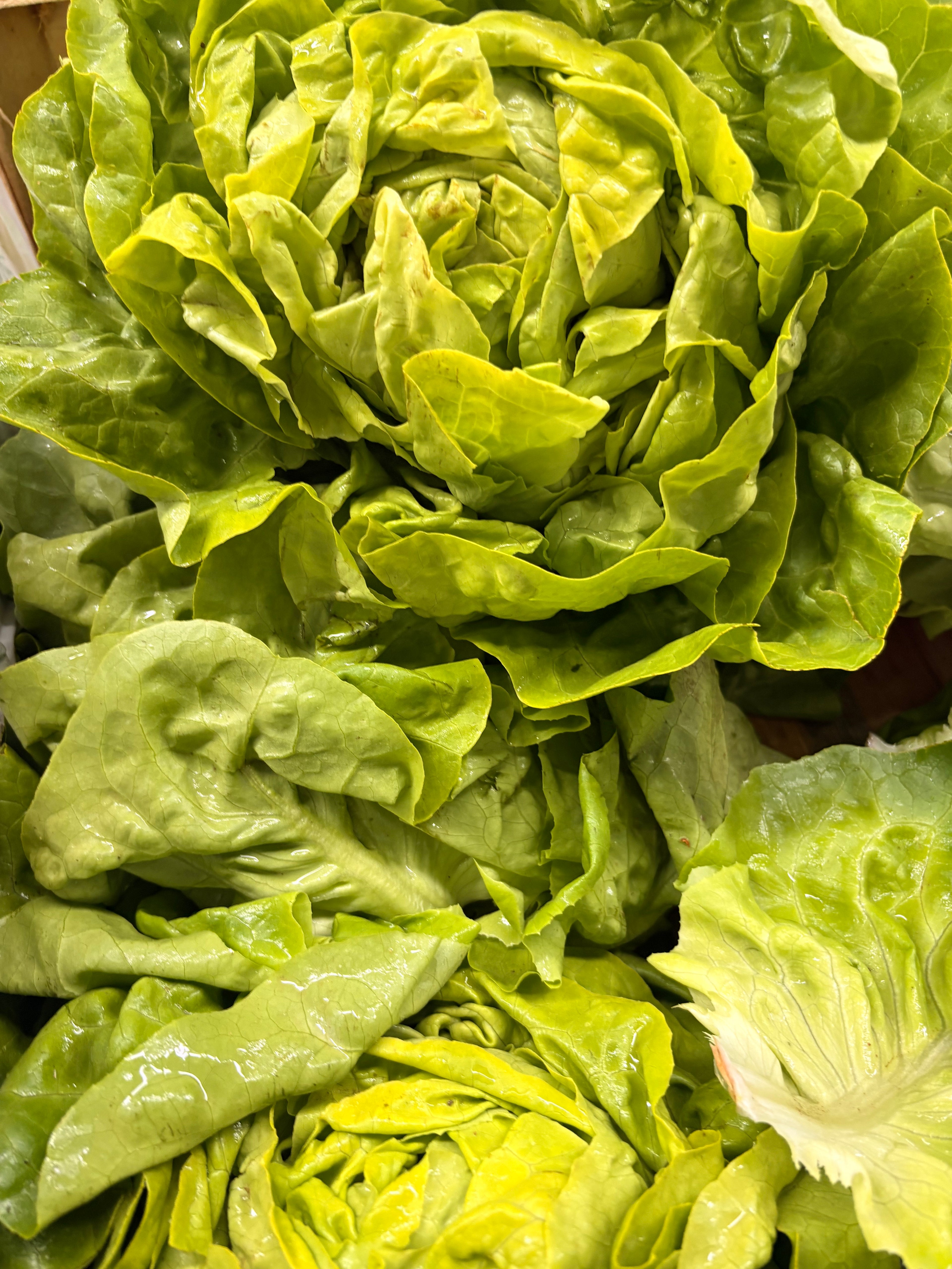 Salade laitue