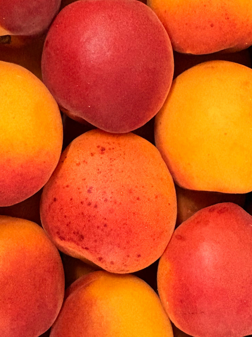 Abricots « Bergeval »