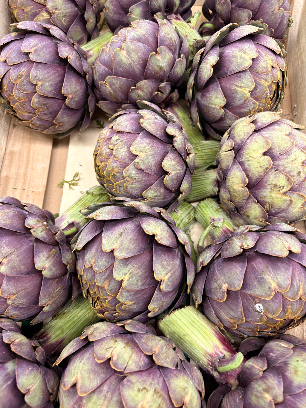 Artichaut violet « cardinal »