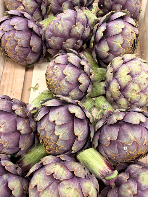 Artichaut violet « cardinal »